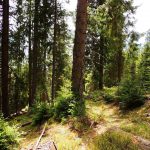 Wir kaufen stehendes Holz