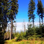 Wir kaufen stehendes Holz