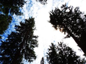 Cumpărăm masă lemnoasă pe picior