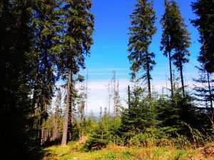 Cumpărăm masă lemnoasă pe picior